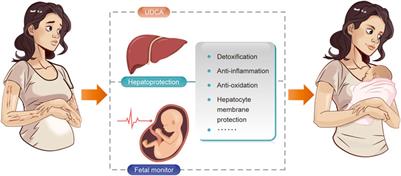 Hepatoprotective agents in the management of intrahepatic cholestasis of pregnancy: current knowledge and prospects